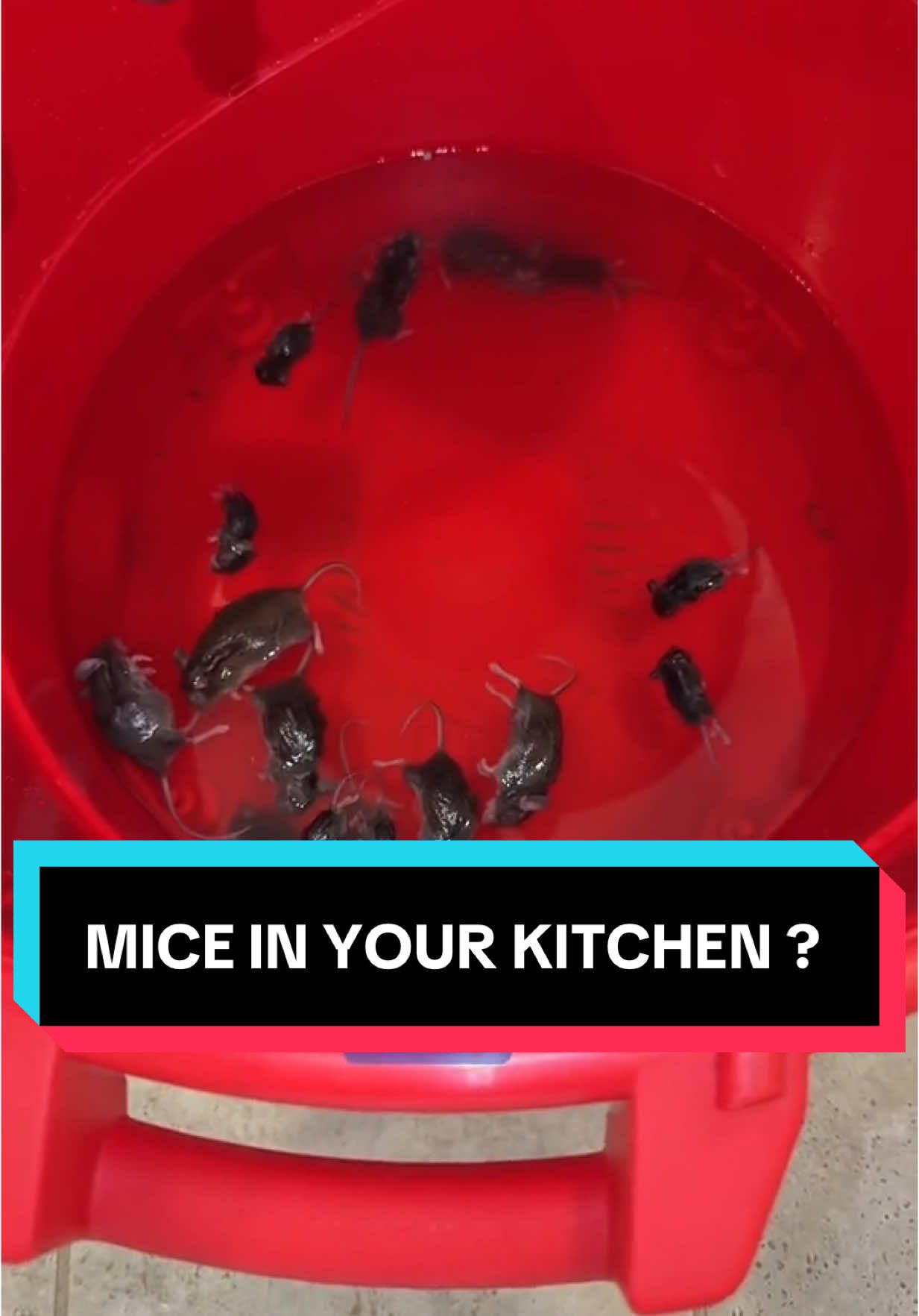 Mice in Kitchen Pest Pro